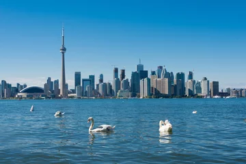 Badezimmer Foto Rückwand Toronto-Skyline mit Schwänen © canadapanda