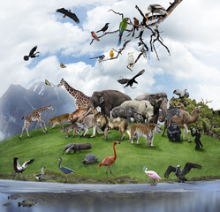 Fototapeta premium A Collage Of Wild Animals And Birds