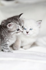 puppies of siberian cat at one month