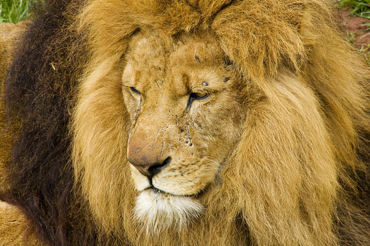 lion big cat