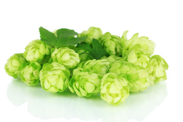 Fresh green hops, isolated on white