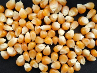 corn grain