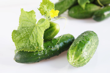 Ripe fresh cucumbers over light background