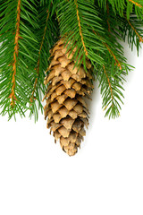 spruce and cones