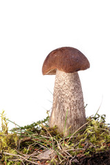 гриб с почвой на белом фоне