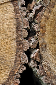 &eacute;corce d'arbres coup&eacute;s