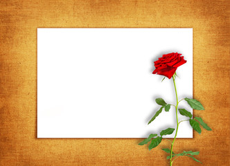 horizontal old blank card with a single red rose