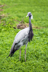 Demoiselle Crane