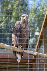 White-Tailed Eagle