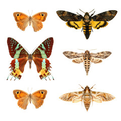 Obraz na płótnie Canvas Motyle