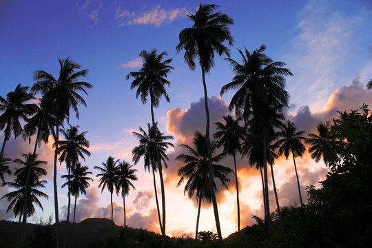 cocotiers coucher de soleil
