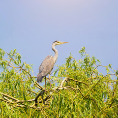 Fototapeta premium Grey Heron in Tree