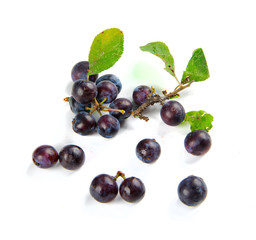 blackthorn