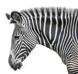Fototapeta na wymiar Portret zebra