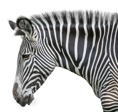 Fototapeta portret zebry