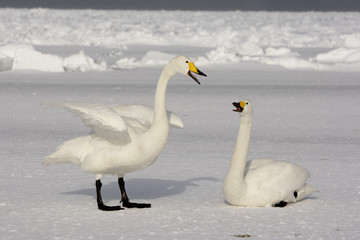 Fototapeta premium Whooper swan, Cygnus cygnus