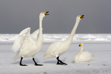 Whooper swan, Cygnus cygnus