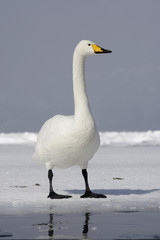 Fototapeta premium Whooper swan, Cygnus cygnus