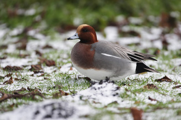 Wigeon, Anas penelope