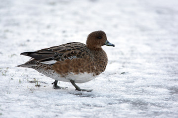 Wigeon, Anas penelope