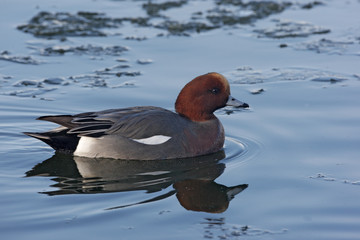 Wigeon, Anas penelope