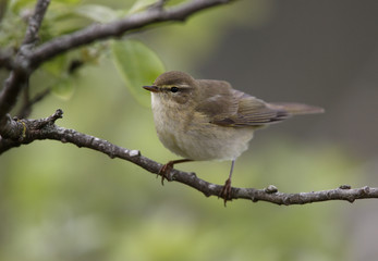 Fototapeta premium Willow warbler, Phylloscopus trochilus