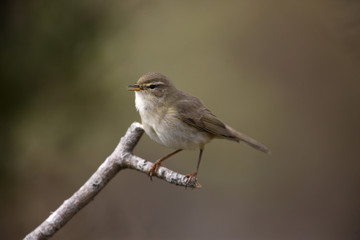 Willow warbler, Phylloscopus trochilus, Devon, spring