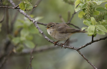 Obraz premium Willow warbler, Phylloscopus trochilus, Devon, spring