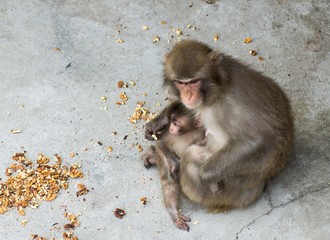 monkey with one cub