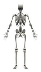 Male Human Skeleton - back view
