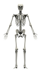 Male Human Skeleton - front view