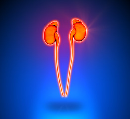 Kidneys - Internal organs - blue background
