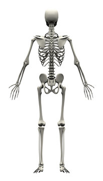 Male Human Skeleton - back view