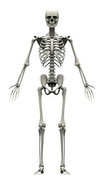 Male Human Skeleton - front view