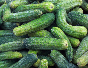 Cucumbers ready for pickling and canning produce