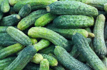 Cucumber ready for ickling in late summer season