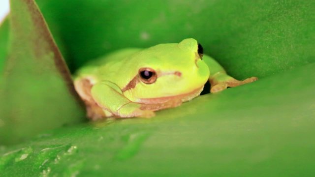 Green tree frog on the leaf close up