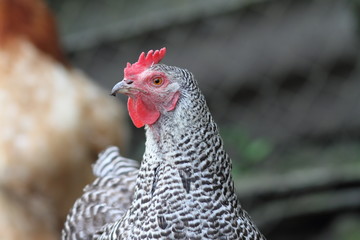 striped hen in the farmyard