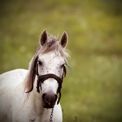 white horse vintage portrait