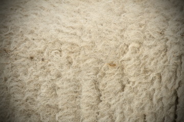 white sheep fur with vignette