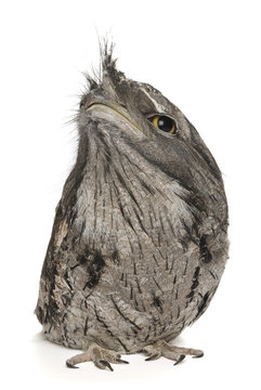 Tawny Frogmouth, Podargus strigoides, isolated on white.