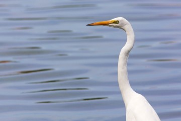 Great Egret