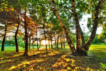 Obraz premium Late summer, autumn sunset in a park