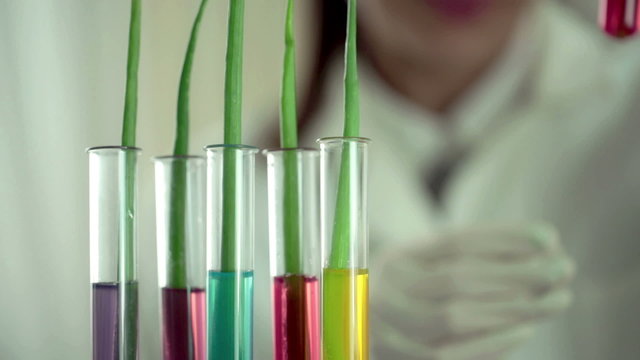 Female biologist examine plants in test tubes