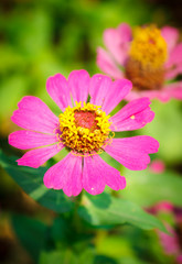 Obraz premium pink flower