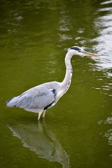 A heron