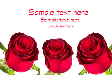 Beautiful red roses over white background
