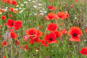 Plakat Blossom poppy flowers on the meadow