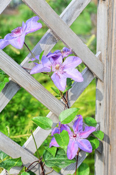 Fototapeta purple flowers