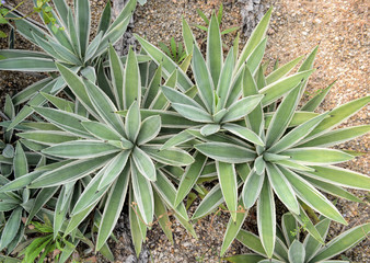 Fototapeta premium agave cactus